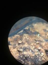 Attēlu rezultāti vaicājumam “Lachnum corticale”