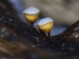 Attēlu rezultāti vaicājumam “Craterium minutum”