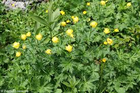 Attēlu rezultāti vaicājumam “Trollius europaeus bud”