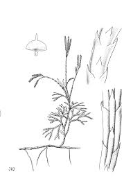 Attēlu rezultāti vaicājumam “Diphasium complanatum”