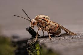 Attēlu rezultāti vaicājumam “Rabdophaga salicis”