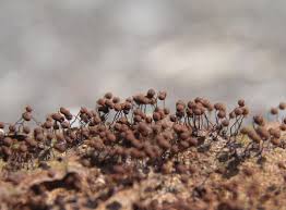 Attēlu rezultāti vaicājumam “Cribraria cancellata stalked”