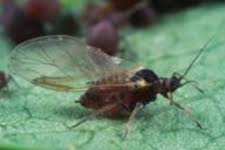 Attēlu rezultāti vaicājumam “Aphis fabae”