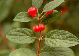 Attēlu rezultāti vaicājumam “Lonicera tatarica leaf”