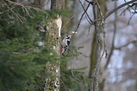 Attēlu rezultāti vaicājumam “Dendrocopos leucotos female”