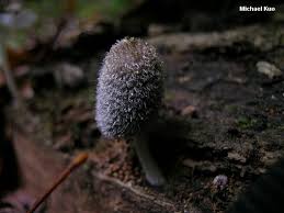 Attēlu rezultāti vaicājumam “Coprinus lagopus”