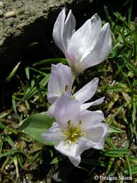 Attēlu rezultāti vaicājumam “Colchicum szovitsii subsp. szovitsii flower”