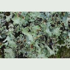 Attēlu rezultāti vaicājumam “Platismatia glauca”