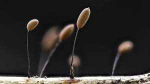 Attēlu rezultāti vaicājumam “Comatricha tenerrima”