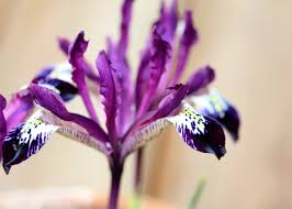 Attēlu rezultāti vaicājumam “Iris reticulata flower”