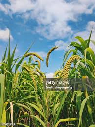 Attēlu rezultāti vaicājumam “Setaria italica”