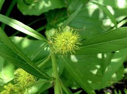 Attēlu rezultāti vaicājumam “Lysimachia thyrsiflora leaf”