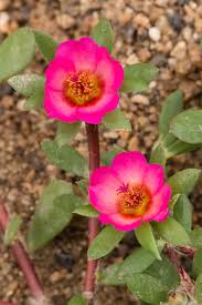 Attēlu rezultāti vaicājumam “Portulacaceae”