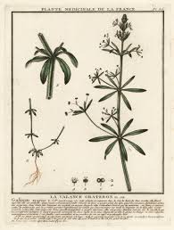 Image result for Galium aparine