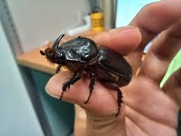 Attēlu rezultāti vaicājumam “Oryctes nasicornis male”