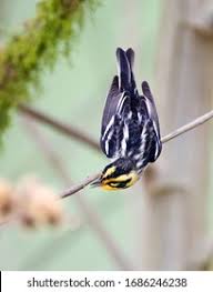 Image result for Dendroica fusca