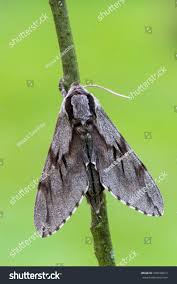 Attēlu rezultāti vaicājumam “Sphinx pinastri”