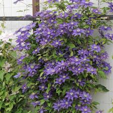 Image result for clematis multi blue