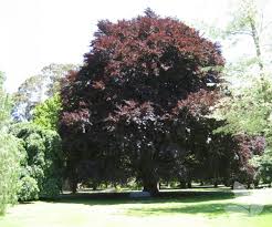 Attēlu rezultāti vaicājumam “Fagus sylvatica fo. purpurea”
