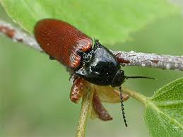 Attēlu rezultāti vaicājumam “Ampedus pomorum”