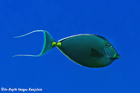 Image result for Naso lituratus