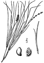 Attēlu rezultāti vaicājumam “Stuckenia filiformis”