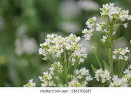 Attēlu rezultāti vaicājumam “Armoracia rusticana flower”