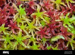 Attēlu rezultāti vaicājumam “Neckera complanata sporophyte”