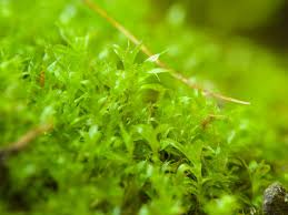 Attēlu rezultāti vaicājumam “Bryum caespiticium”