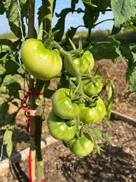 Afbeeldingsresultaat voor earliana tomato