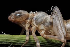 Attēlu rezultāti vaicājumam “exuvia”