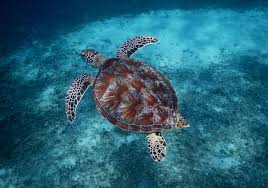 Image result for Chelonia mydas