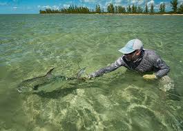 Image result for Trachinotus falcatus