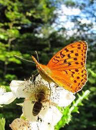 Attēlu rezultāti vaicājumam “Argynnis adippe underside”