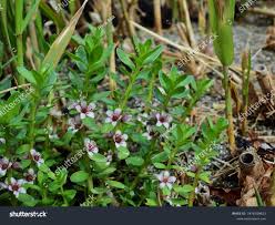 Attēlu rezultāti vaicājumam “Glaux maritima leaf”