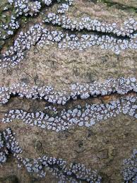 Attēlu rezultāti vaicājumam “Badhamia panicea”