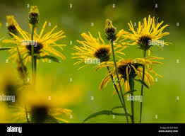 Attēlu rezultāti vaicājumam “Inula salicina flower”