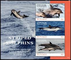 Image result for Stenella coeruleoalba