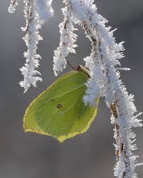 Attēlu rezultāti vaicājumam “Vanessa cardui underside”