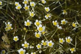 Attēlu rezultāti vaicājumam “Batrachium circinatum”