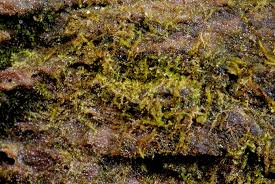 Attēlu rezultāti vaicājumam “Cephalozia catenulata”