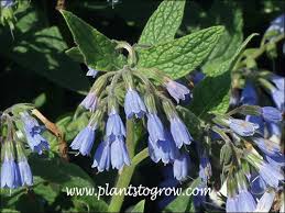 Attēlu rezultāti vaicājumam “Symphytum grandiflorum flower”