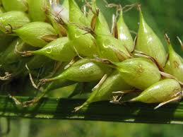 Attēlu rezultāti vaicājumam “Carex vesicaria”