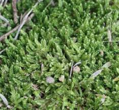 Attēlu rezultāti vaicājumam “Hypnum cupressiforme var. lacunosum”