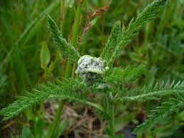 Attēlu rezultāti vaicājumam “Achillea millefolium bud”