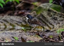 Image result for Luscinia cyane