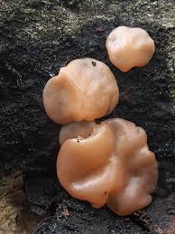 Attēlu rezultāti vaicājumam “Craterocolla cerasi”