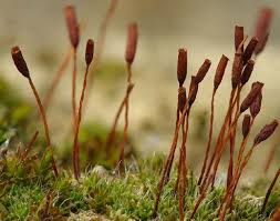 Attēlu rezultāti vaicājumam “Lophozia laxa macro”