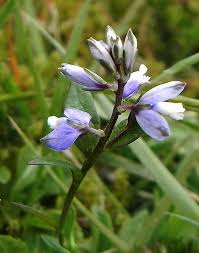 Attēlu rezultāti vaicājumam “Polygala amarella flower”