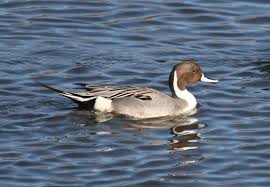 Image result for Anas acuta